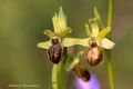 Ophrys argentaria